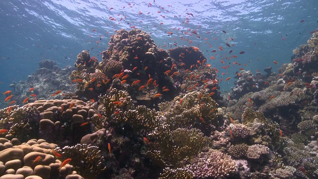 珊瑚金鱼(Anthias squamipinnis)视频素材