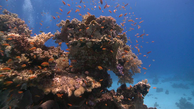 穿过珊瑚金鱼(Anthias squamipinnis)的珊瑚去寻找海底的潜水员视频素材