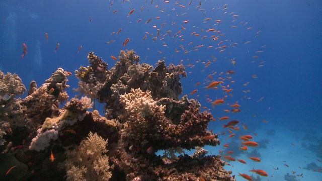 穿过珊瑚金鱼(Anthias squamipinnis)的珊瑚去寻找海底的潜水员视频素材