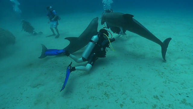 习惯了的宽吻海豚(Tursiops truncatus)与潜水员相互作用(一些未清除)，然后排泄在Liam Allan(清除)附近的海底，罗阿坦岛，洪都拉斯视频素材