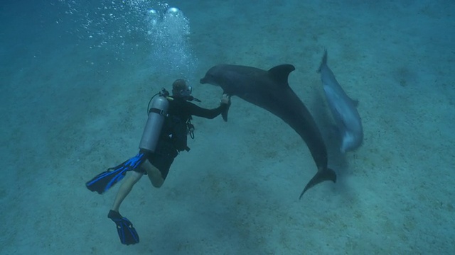 在洪都拉斯罗阿坦岛的海底附近，习惯了的宽吻海豚(Tursiops truncatus)与潜水领队和苏·弗洛德(其他一些未被清理的潜水员)互动视频素材