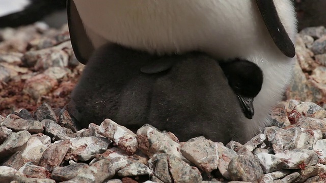 南极洲，阿德利企鹅(Pygoscelis adelae)靠近在成年企鹅下打盹的幼雏视频素材