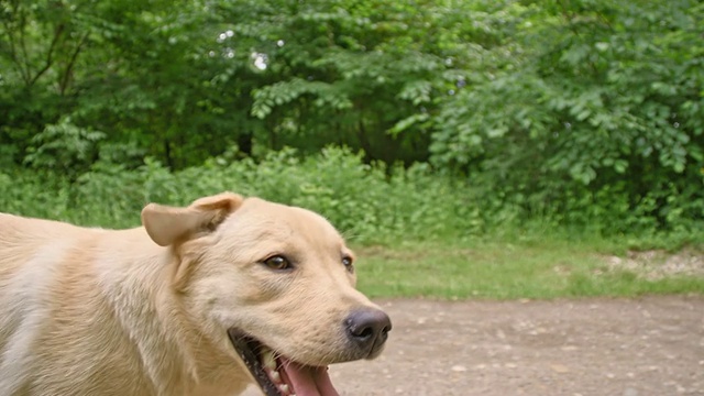 SLO MO可爱的寻回犬在土路上奔跑视频素材