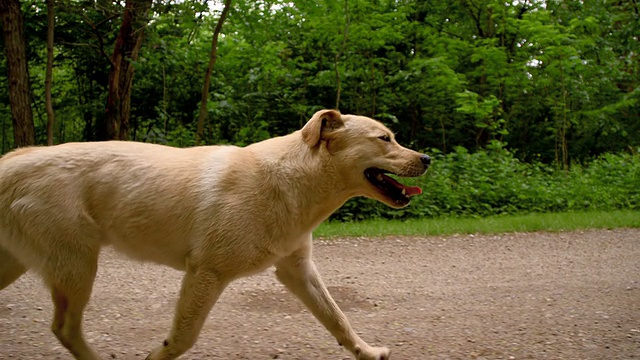 黄色拉布拉多寻回犬在土路上奔跑视频素材