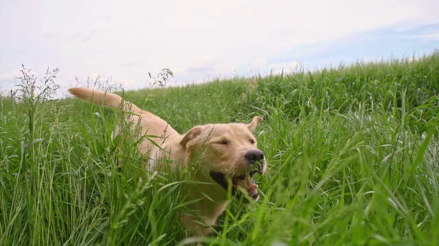 黄色拉布拉多寻回犬在高高的草丛中奔跑视频素材