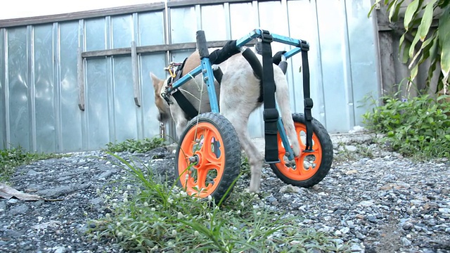一只残疾狗坐在轮椅上吃草，多莉开枪视频素材