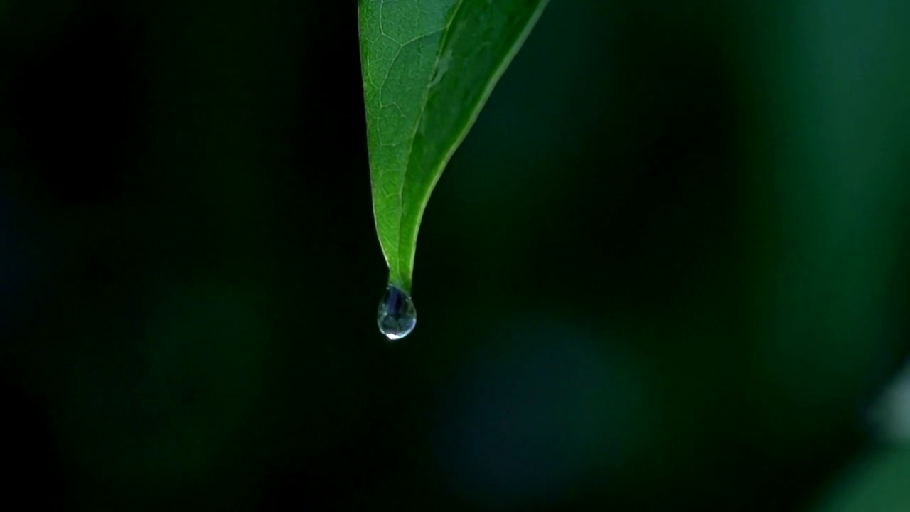 树叶上一滴水滴的特写视频素材