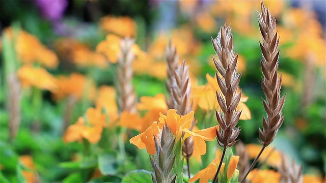 黄色的花视频素材