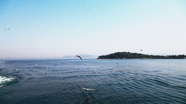 海鸥在海面上飞翔视频素材