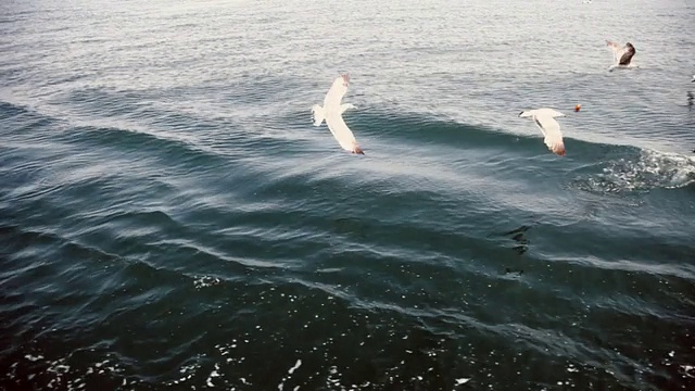 海鸥在海面上飞翔视频素材