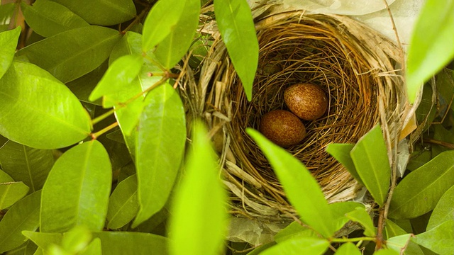 鸟(棕色的Prinia)在巢里蛋视频素材