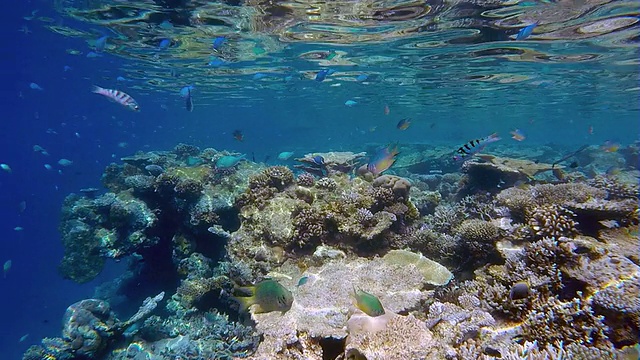 浮潜在热带珊瑚礁/马尔代夫视频素材