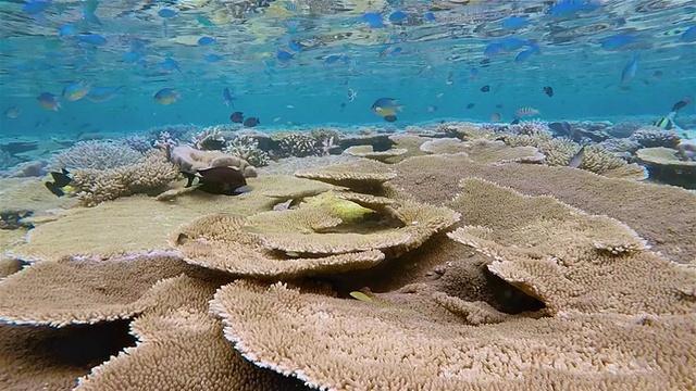 马尔代夫的珊瑚礁-南阿里环礁视频素材