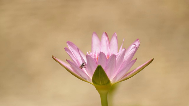 莲花视频素材