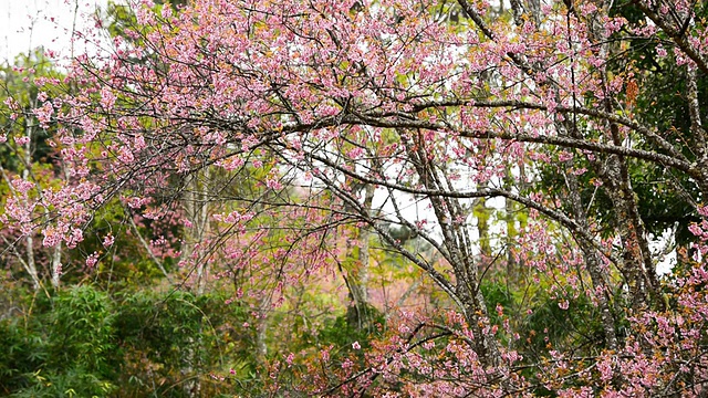 樱花视频素材