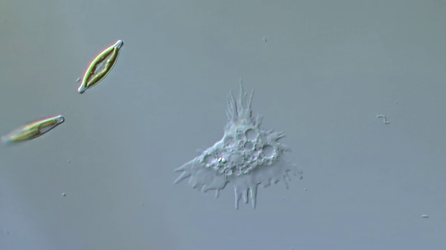 ECU T/L阿米巴是一种不断改变形状的单细胞生物，通过发送假足类帮助它在表面爬行，硅藻也在移动/纽卡斯尔Emlyn, Ceredigion，英国视频素材