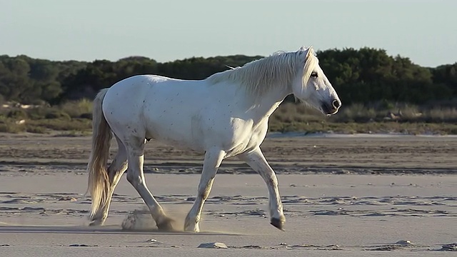 MS SLO MO TS拍摄Camargue马在海滩上小跑/圣玛丽德拉梅尔，Camargue，法国视频素材