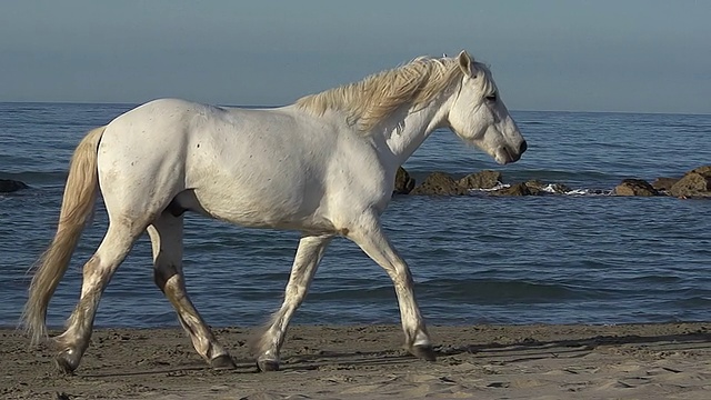 MS SLO MO TS拍摄Camargue马在海滩上小跑/圣玛丽德拉梅尔，Camargue，法国视频素材