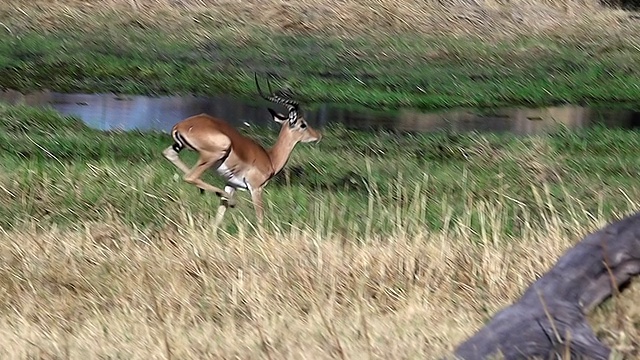 雄性黑斑羚(aepyceros melampus)沿着Khwai河奔跑，在奥卡万戈三角洲/莫雷米保护区，非洲，博茨瓦纳视频素材