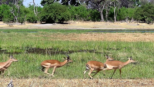 MS SLO MO TS黑斑羚(aepyceros melampus)群沿着Khwai河奔跑，在奥卡万戈三角洲/莫雷米保护区，非洲，博茨瓦纳视频素材