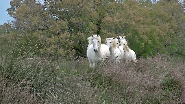 MS Shot Camargue马，马群小跑通过沼泽/圣玛丽德拉海，Camargue，法国视频素材