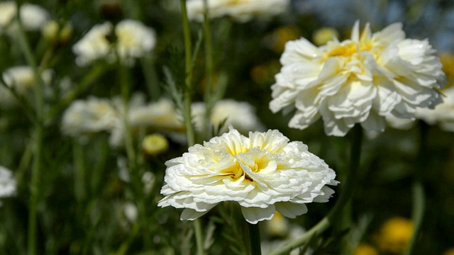 雏菊花领域视频素材