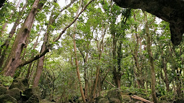 拍摄溪流、苔藓覆盖的岩石和茂密的森林/美国夏威夷考艾岛怀鲁阿视频素材