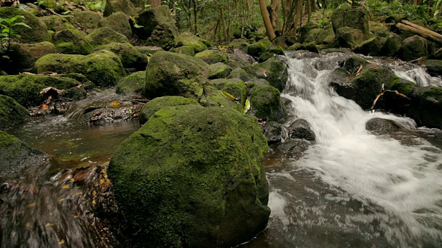 CU PAN拍摄的溪流和苔藓覆盖的岩石/ Wailua，考艾岛，夏威夷，美国视频素材