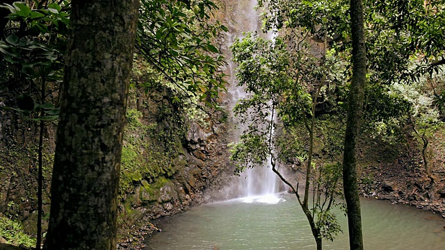 MS Secret Falls through trees / Wailua，考艾岛，夏威夷，美国视频素材