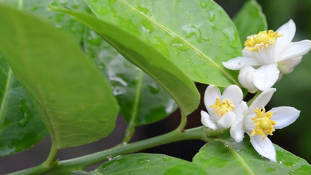 酸橙花视频素材