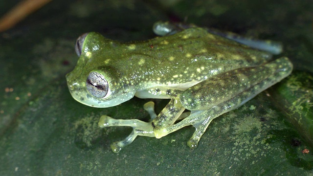 厄瓜多尔热带雨林中，玛利亚的巨大玻璃蛙(Nymphargus mariae)躺在一片叶子上视频素材