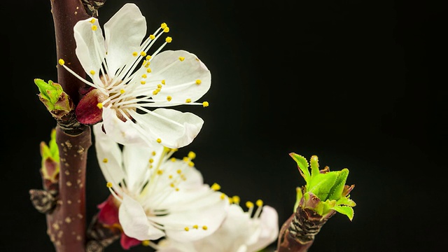 黑色背景上的杏花视频素材