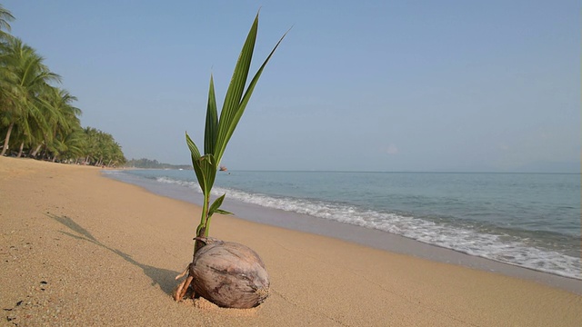 沙滩上的椰子正在发芽视频素材