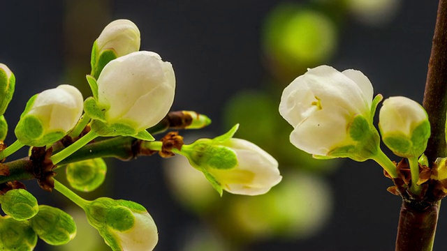 野梅花盛开视频素材