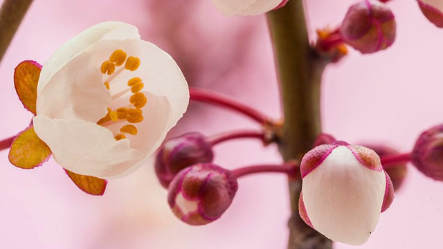 野生梅花视频素材