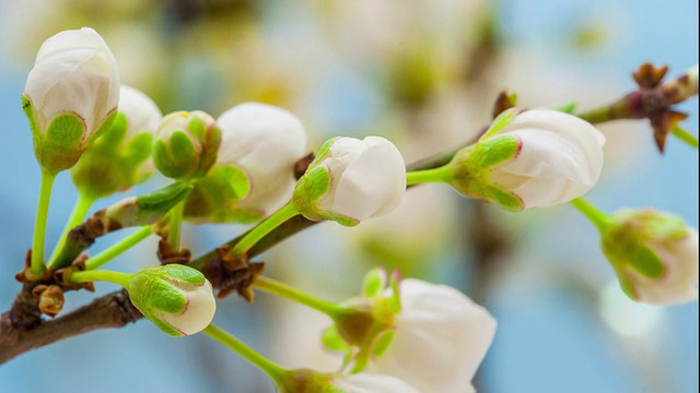 野梅花盛开视频素材