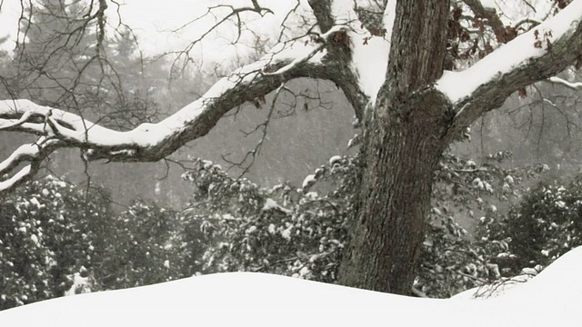 雪花飘落在树上视频素材