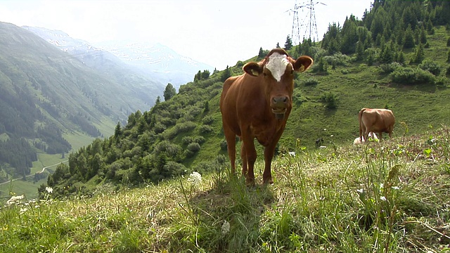 阿尔卑斯山草地上的瑞士奶牛视频下载