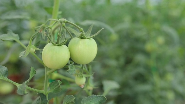 绿樱桃番茄视频素材