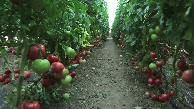 温室里的番茄排成一排视频素材