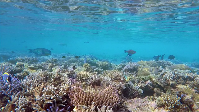 浅海珊瑚礁上的鹦鹉鱼和刺尾鱼/马尔代夫视频素材