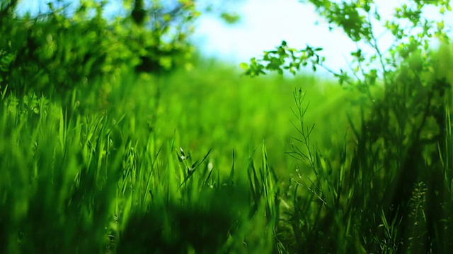 绿色春季背景(可循环)视频素材