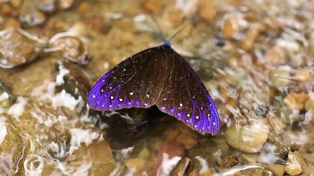 蝴蝶，特写高清视频素材