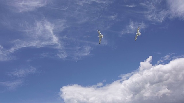 海鸥飞过天空视频素材