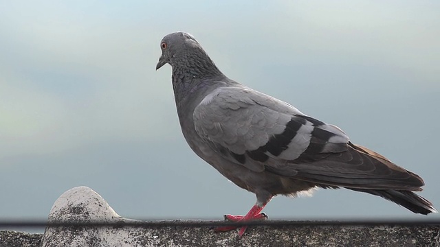 鸽子视频素材