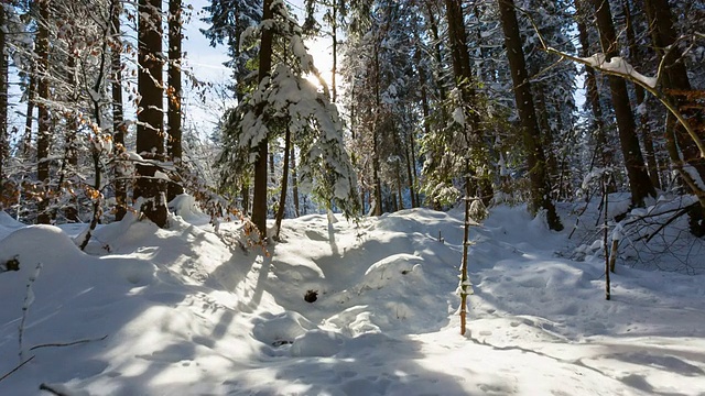 在冬天穿过白雪覆盖的森林，阳光透过树木照射视频素材