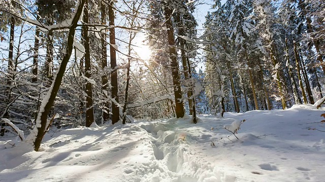 在冬天穿过白雪覆盖的森林，阳光透过树木照射视频素材