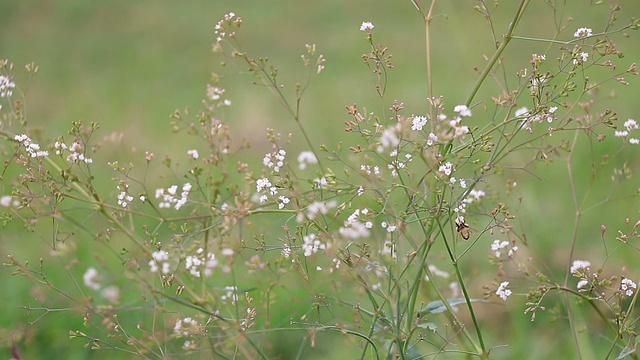 蜜蜂采集花粉视频素材