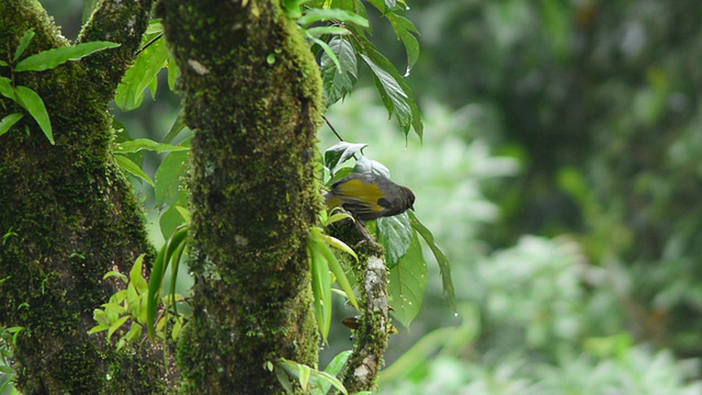 Chestnut-crowned Laughingthrush鸟视频素材