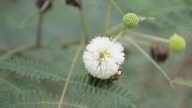 蜜蜂视频素材